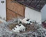 Capi_Dubne_20250623_184503.jpg