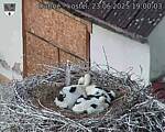 Capi_Dubne_20250623_190003.jpg