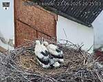 Capi_Dubne_20250623_202503.jpg