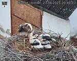 Capi_Dubne_20250623_204003.jpg