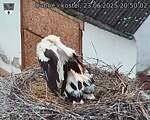 Capi_Dubne_20250623_205002.jpg