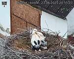 Capi_Dubne_20250623_205503.jpg
