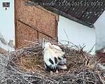 Capi_Dubne_20250623_210002.jpg