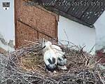 Capi_Dubne_20250623_210503.jpg