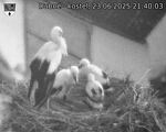Capi_Dubne_20250623_214003.jpg