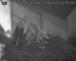 Capi_Dubne_20250623_220002.jpg