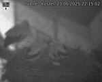 Capi_Dubne_20250623_221502.jpg
