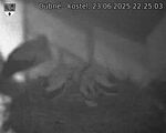 Capi_Dubne_20250623_222503.jpg