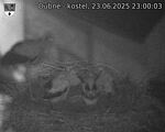 Capi_Dubne_20250623_230003.jpg