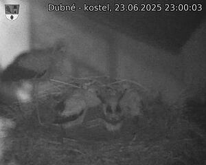 Capi_Dubne_20250623_230003.jpg (1350 x 1080)