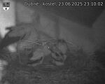 Capi_Dubne_20250623_231002.jpg