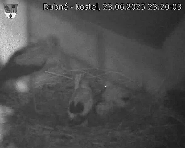 Capi_Dubne_20250623_232003.jpg (1350 x 1080)