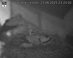 Capi_Dubne_20250623_232502.jpg