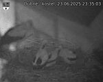 Capi_Dubne_20250623_233503.jpg