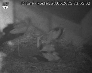 Capi_Dubne_20250623_235502.jpg (1350 x 1080)