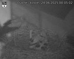 Capi_Dubne_20250624_000502.jpg