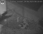 Capi_Dubne_20250624_001003.jpg