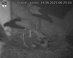 Capi_Dubne_20250624_002503.jpg