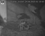 Capi_Dubne_20250624_011003.jpg