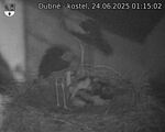 Capi_Dubne_20250624_011502.jpg