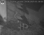 Capi_Dubne_20250624_013003.jpg