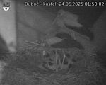 Capi_Dubne_20250624_015002.jpg