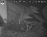 Capi_Dubne_20250624_030503.jpg