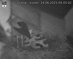 Capi_Dubne_20250624_040502.jpg