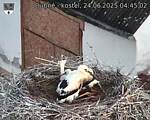 Capi_Dubne_20250624_044502.jpg
