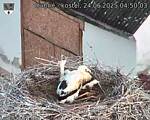 Capi_Dubne_20250624_045003.jpg
