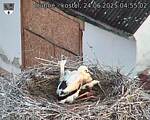Capi_Dubne_20250624_045502.jpg