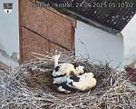 Capi_Dubne_20250624_051002.jpg