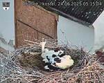 Capi_Dubne_20250624_051504.jpg