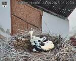 Capi_Dubne_20250624_052004.jpg