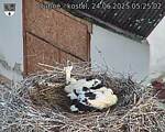 Capi_Dubne_20250624_052502.jpg