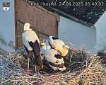 Capi_Dubne_20250624_054002.jpg