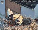 Capi_Dubne_20250624_054503.jpg