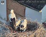 Capi_Dubne_20250624_055002.jpg