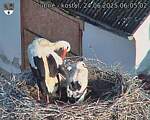 Capi_Dubne_20250624_060502.jpg