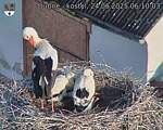 Capi_Dubne_20250624_061003.jpg