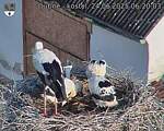 Capi_Dubne_20250624_062003.jpg