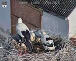 Capi_Dubne_20250624_063002.jpg