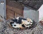 Capi_Dubne_20250624_070003.jpg