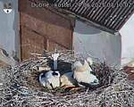 Capi_Dubne_20250624_071002.jpg