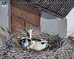 Capi_Dubne_20250624_071504.jpg