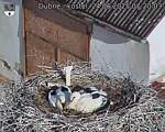 Capi_Dubne_20250624_072004.jpg