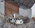 Capi_Dubne_20250624_073004.jpg