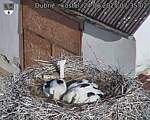 Capi_Dubne_20250624_073502.jpg