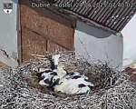 Capi_Dubne_20250624_074002.jpg