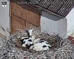 Capi_Dubne_20250624_074504.jpg